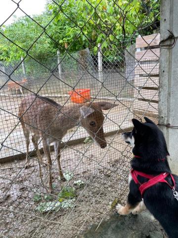 柴剛吃飽-魏阡育 - 