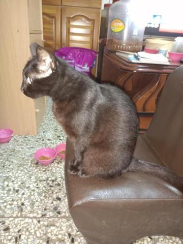 蕭裕恩 - 家裡養的黑貓