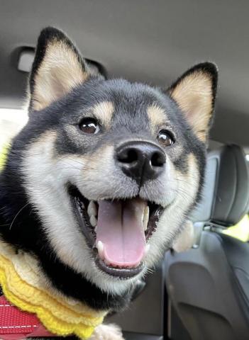 柴剛吃飽-魏阡育 - 