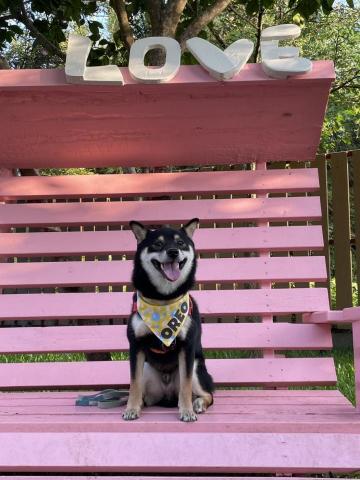 柴剛吃飽-魏阡育 - 