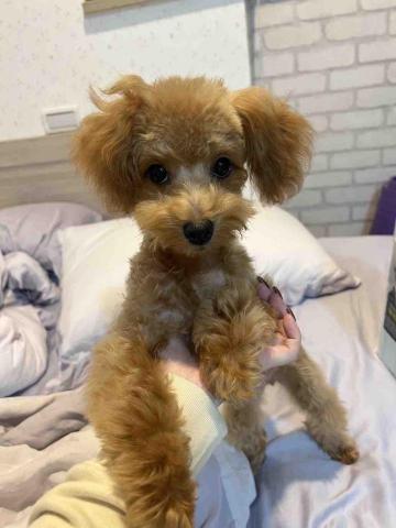 毛大叔狗私塾 - Lucy寶寶 貼心的小天使
#狗學生 毛大叔狗私塾 - Lucy寶寶 貼心的小天使
#狗學生