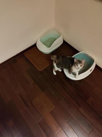 阿月寵物保姆 - 這是清理過的樣子，以及小朋友馬上來上廁所的樣子