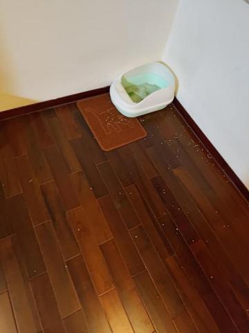 阿月寵物保姆 - 這是還沒清理過的樣子