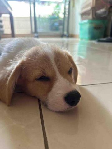 毛大叔狗私塾 - 頭好壯壯的林帥帥
#狗學生 毛大叔狗私塾 - 頭好壯壯的林帥帥
#狗學生