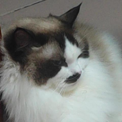 提供人人視頻服務的專家谢思啦