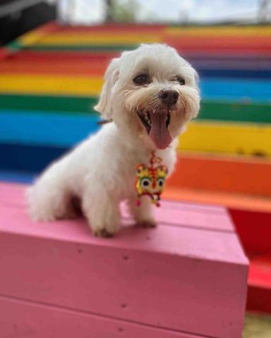 台中西區寵物散步人員推薦毛毛Like＿瑪吉馬麻