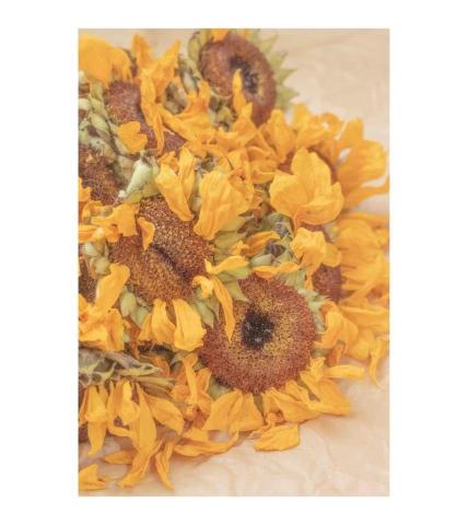 小木攝影工作室 - 日常花卉