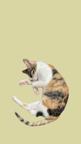 吳俊穎 - 我家的貓咪