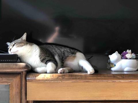 阿肥的家 - 我在沉思…..