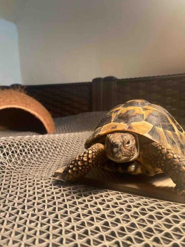 李瑞安 - 爬蟲類也沒問題