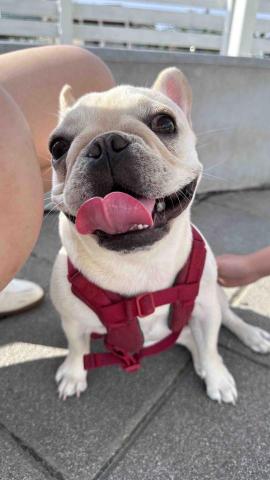 陳瑩玹 - 平日帶狗狗去公園日常