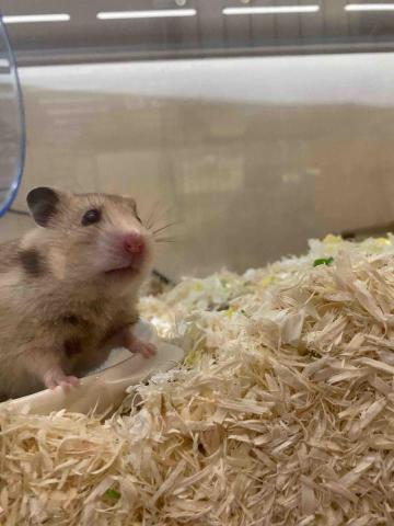 李瑞安 - 飼養了三隻大鼠及三隻倉鼠，熟悉鼠類習性，清潔籠子乾淨利落！