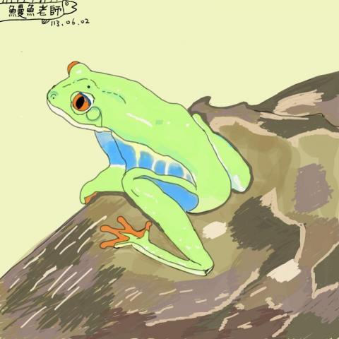 江承翰 - 寵物似顏繪：紅眼樹蛙