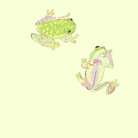 江承翰 - 寵物似顏繪：弗式玻璃蛙