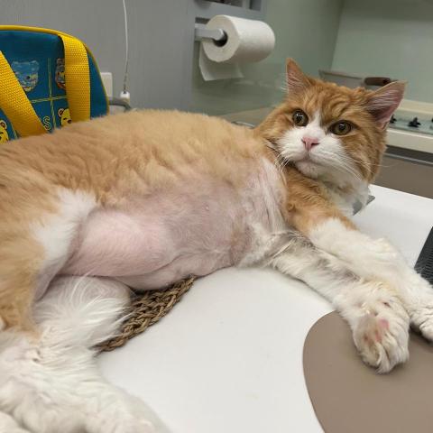 提供剪片appmac服務的專家Rica TSAI