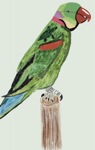 江承翰 - 亞歷山大鸚鵡