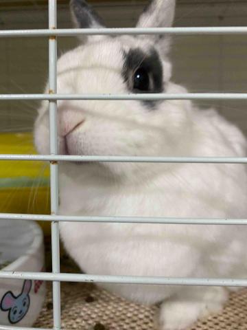 李瑞安 - 曾在愛兔協會擔任志工，兔寶的照顧工作我也能一手包辦