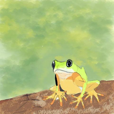 江承翰 - 生態似顏繪：狐猴葉蛙