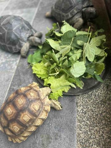 王小姐寵物陪伴house - 陸龜寶寶