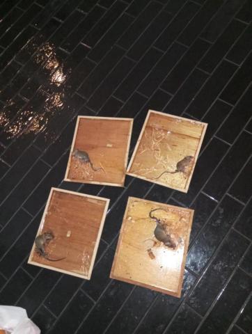 嘉澤滅鼠封堵防治工程 -  嘉澤滅鼠封堵防治工程 -