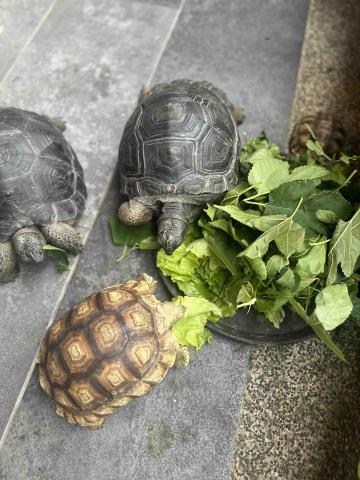 王小姐寵物陪伴house - 陸龜寶寶