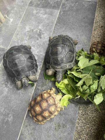王小姐寵物陪伴house - 陸龜寶寶