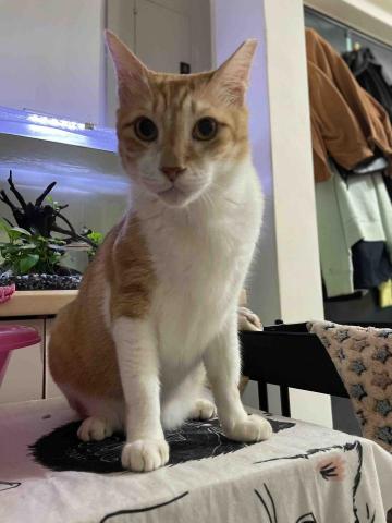 ChuTing - 這是家中毛孩的照片