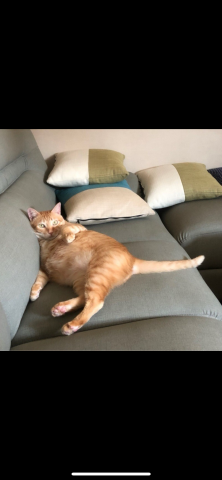 周子翔 - 自己有養貓，所以知道如何照顧貓貓，鏟屎餵飯整理環境