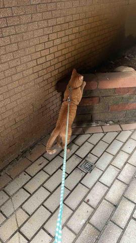 ChuTing - 家中貓孩有散步需求