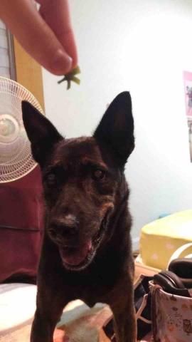 傅天翎 - 之前家裡養狗的照片