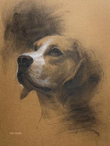 Han studio  邱柏翰 - 米格魯素描課堂示範，搭配有色紙大大降低畫的時間跟力氣