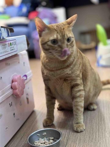 JOYCE安心寵物保姆 - 