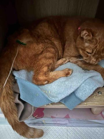 小孟♪-台南寵物保姆20年以上貓奴 - 17歲老貓麻將皮下