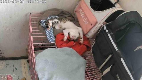 小孟♪-台南寵物保姆20年以上貓奴 - 監視器拍攝 端午連假御飯糰三個月