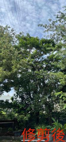 匠人樹木工作室 - 