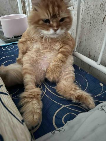 小孟♪-台南寵物保姆20年以上貓奴 - 巨結腸mini