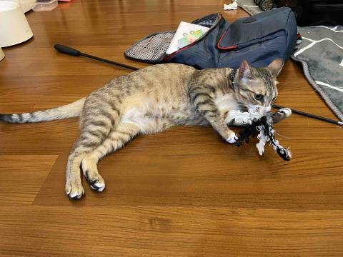 阿肥的家 - 滿嘴毛的剪刀✂️