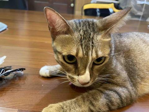 阿肥的家 - 剪刀你在看什麼啊？