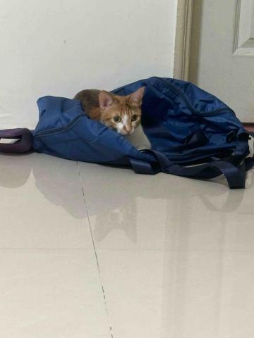 提供打工服務的專家王祥祐