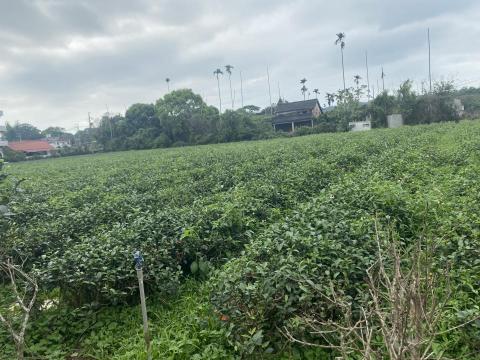 Kyu Tea -酒裡茶香 - 我們自己的茶園