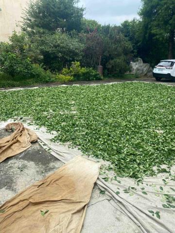 Kyu Tea -酒裡茶香 - 曬青