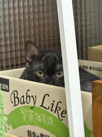 陳府媽媽寵物執事 - 代養保姆～很怕生，但還是超級好奇