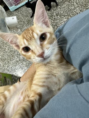 陳府媽媽寵物執事 - 代養保姆～小貓真的好療癒