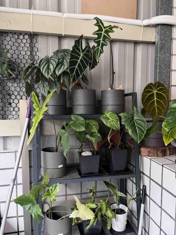 陳佩婷 - 植物專業知識