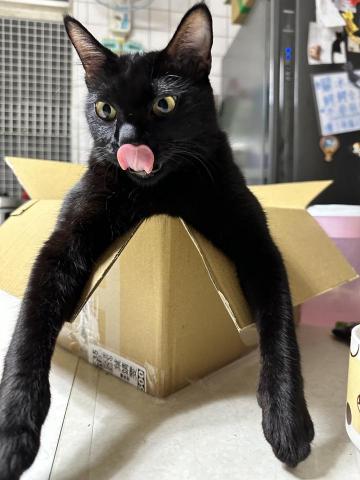 陳府媽媽寵物執事 - 我的貓～奶大的總是最無法無天