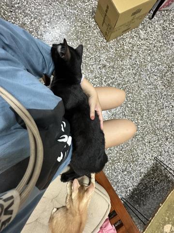 陳府媽媽寵物執事 - 代養保姆～害羞的小黑貓?&zwj;⬛