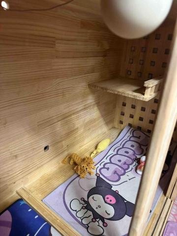 小孟♪-台南寵物保姆20年以上貓奴 - 