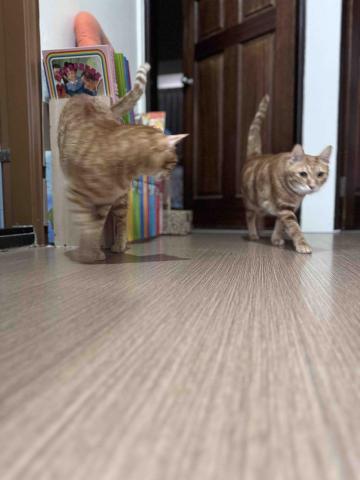 JOYCE安心寵物保姆 - 