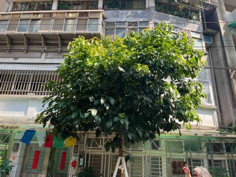 植靖景觀 - 喬木矮化前