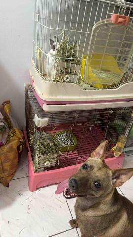 JOYCE安心寵物保姆 - 